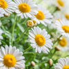 chamomile