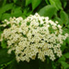 elderflower