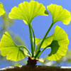 gingko