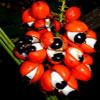 guarana