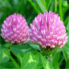 red clover