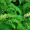 Sophora Flavescens