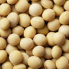 soybean oil