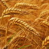 wheat protein