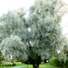 white willow