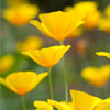 yellow poppy